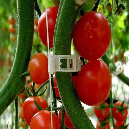 Vegetable Garden Support Clips